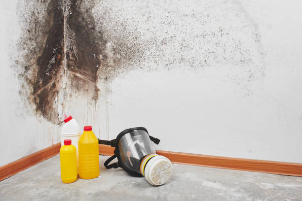 Best White Mold Remediation in Mason City, IL