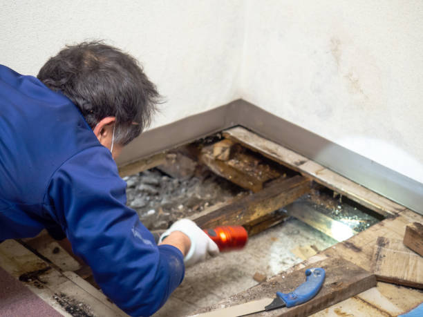 Best Mold Testing and Inspection Services in Mason City, IL