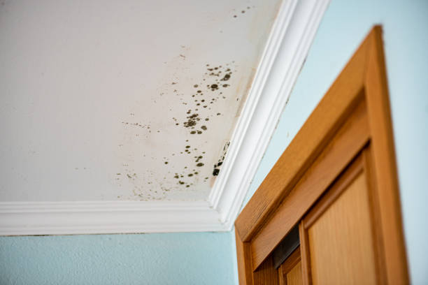 Best Attic Mold Remediation in Mason City, IL