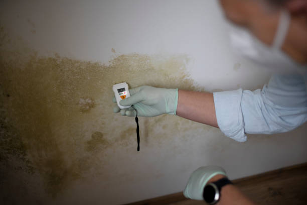 Best Attic Mold Remediation in Mason City, IL