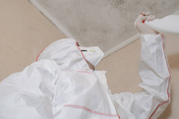 Best Commercial Mold Remediation in Mason City, IL