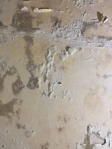 Mason City, IL Mold Remediation Company