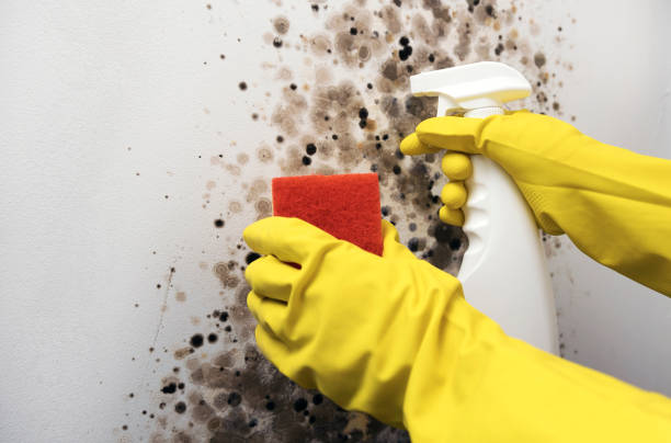 Best Kitchen Mold Remediation in Mason City, IL