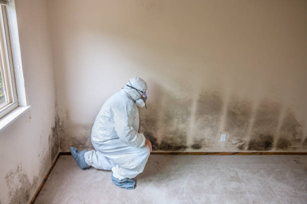Best Black Mold Remediation in Mason City, IL
