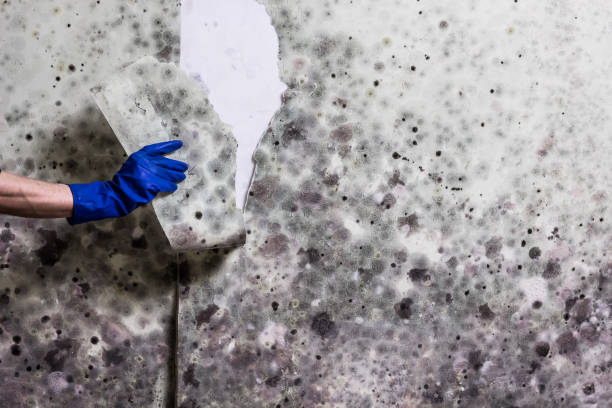 Best Health and Safety Mold Remediation in Mason City, IL